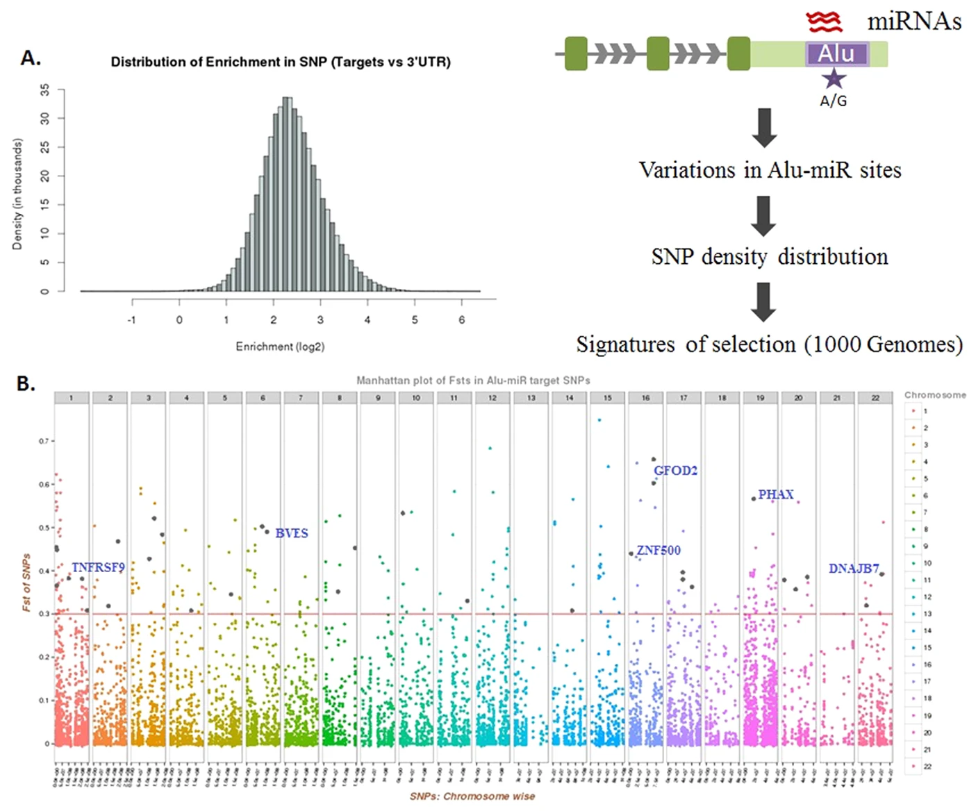 Alu-miRNA interactions modulate transcript isoform diversity in stress response and reveal signatures of positive selection.